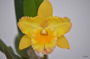 Rhyncholaeliocattleya Despertar de Oro
