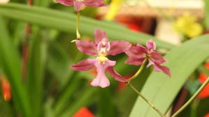 Oncidium Hwuluduen Nova