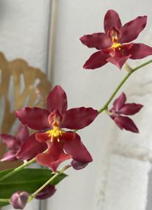 Oncidium Hwuluduen Nova