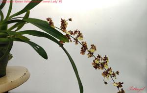 Oncidium Green Valley Honey