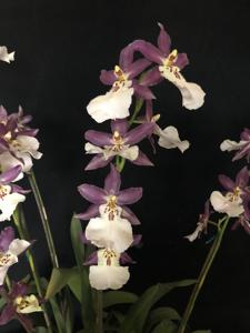 Miltonidium Guann Shin Pink Lady