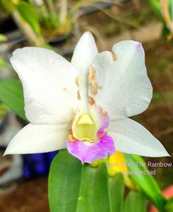 Dendrobium Over the Rainbow