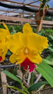 Rhyncholaeliocattleya Nobile's Golden Dunes