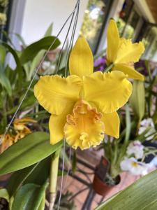 Rhyncholaeliocattleya Nobile's Yellow Point