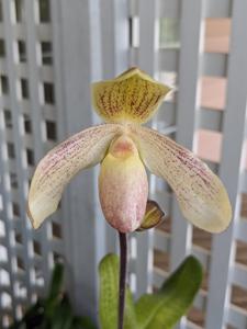 <i>Paphiopedilum</i> Walnut Valley