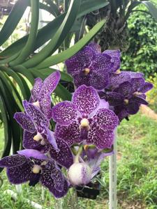 Vanda Chulee