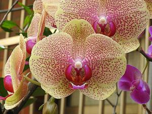 Phalaenopsis Sogo Vieker