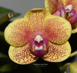 Phalaenopsis Sogo Vieker