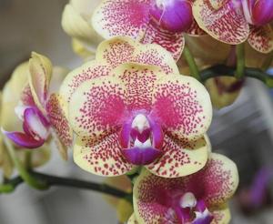 Phalaenopsis Sogo Vieker