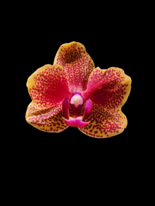 Phalaenopsis Sogo Vieker