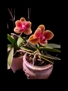 Phalaenopsis Sogo Vieker