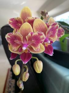 Phalaenopsis Sogo Yellowtris