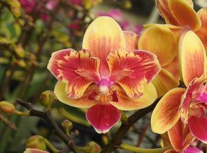 Phalaenopsis Sogo Yellowtris