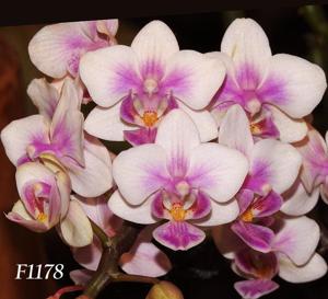 Phalaenopsis Sogo Fairyhood