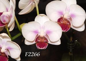 Phalaenopsis Sogo Fairyhood