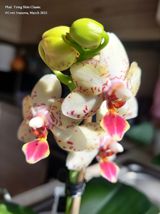 Phalaenopsis Tying Shin Classic