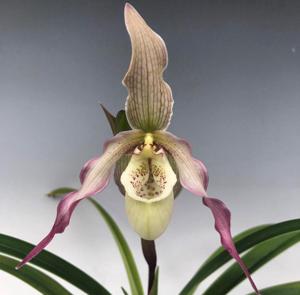 Phragmipedium Memoria Ann Stuckey