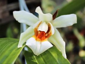 Coelogyne Spring Showers