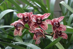 Cymbidium Dotz