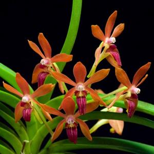 Vanda Newberry Apricot