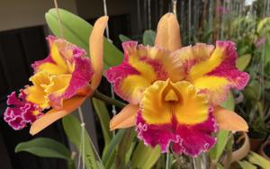 Rhyncholaeliocattleya Paradise Jewel