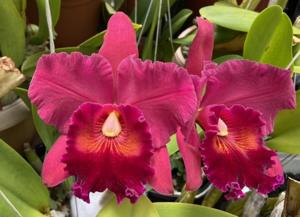 Rhyncholaeliocattleya Walnita Char