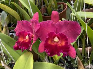 Rhyncholaeliocattleya Walnita Char