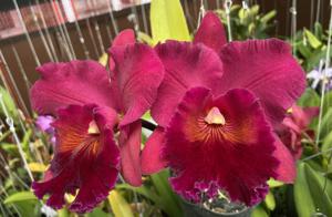 Rhyncholaeliocattleya Walnita Char