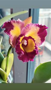 Rhyncholaeliocattleya Dick Smith