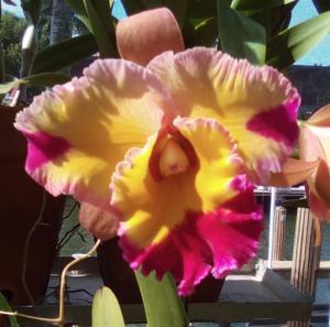 Rhyncholaeliocattleya Dick Smith