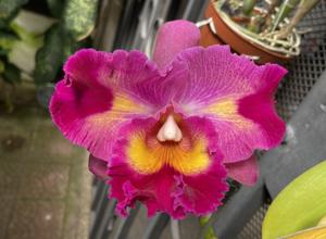 Rhyncholaeliocattleya Dick Smith