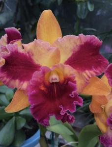 Rhyncholaeliocattleya Sweet Norma