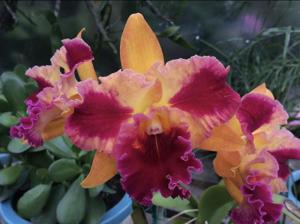 Rhyncholaeliocattleya Sweet Norma