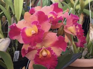 Rhyncholaeliocattleya Sweet Norma