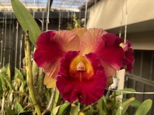 Rhyncholaeliocattleya Sweet Norma