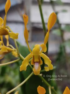 Dendrobium Ong-Ang Ai Boon