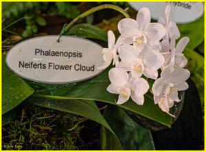 Phalaenopsis Neifert's Flower Cloud