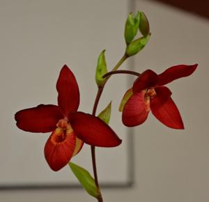 Phragmipedium Jerry Dean Fischer