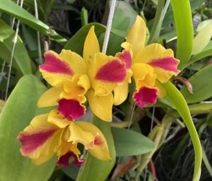 Rhyncattleanthe Roy's Magic