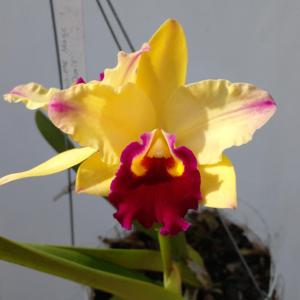 Rhyncholaeliocattleya Toshie's Magic