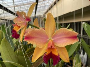 Rhyncholaeliocattleya Toshie's Magic