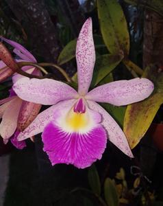 Brassocattleya Glorious May