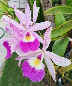 Brassocattleya Glorious May