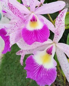 Brassocattleya Glorious May