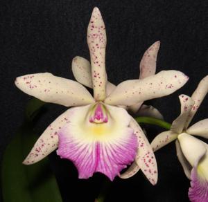 Brassocattleya Glorious May