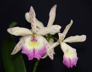 Brassocattleya Glorious May