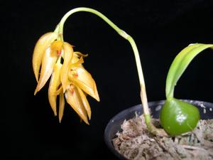 Bulbophyllum Tee Lamppost