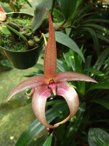 Bulbophyllum Tonya Jacobs