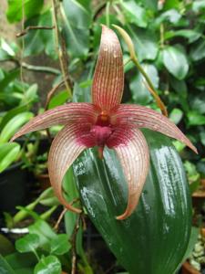 Bulbophyllum Tonya Jacobs