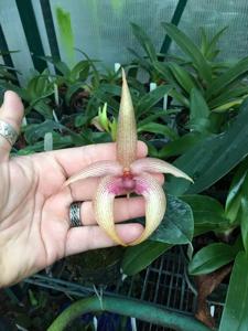 Bulbophyllum Tonya Jacobs